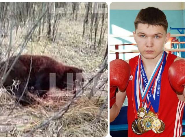 Nga: Bạn thân bị gấu dữ giết, nhà vô địch quyền anh lâm vào trận chiến sống còn