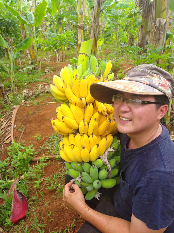 Anh cho biết phần bã chuối sau khi làm mật sẽ cho gà, lợn ăn.