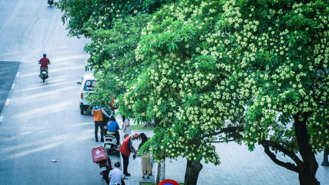 Hoa sữa trở thành một phần của Hà Nội, gần gũi, thân thuộc với cư dân sống nơi đây.