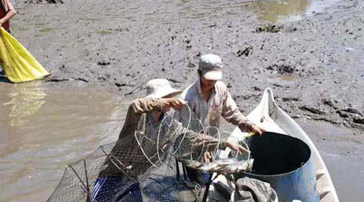 Tuy nhiên, nguồn cá dìa trong tự nhiên ngày càng cạn kiệt, nhiều hộ dân đã mở rộng mô hình nuôi cá dìa ở những ao hồ bỏ hoang và mang về nguồn thu lớn
