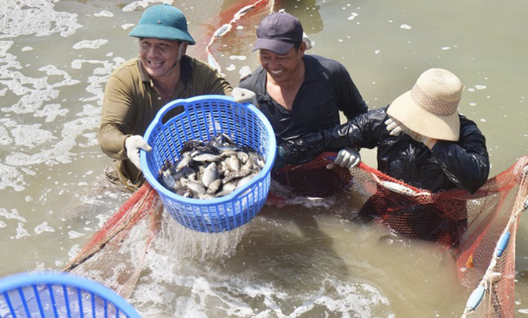 Ở Đà Nẵng, ông Hồ Văn Hổ (54 tuổi, trú thôn Trường Định, xã Hòa Liên, huyện Hòa Vang) đã thành công với mô hình nuôi cá dìa, doanh thu hơn 1,6 tỷ đồng/năm.
