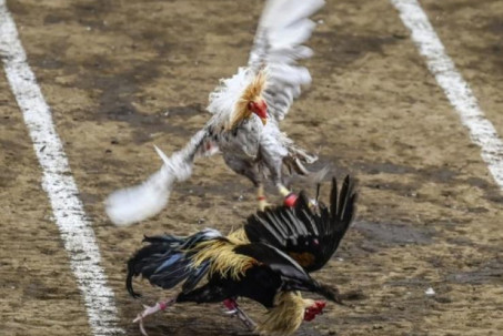 Chọi gà đến chết bùng nổ trở lại ở Philippines 