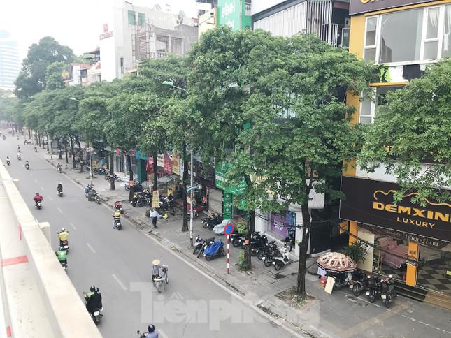 Một phần hàng cây hoa sữa trên phố Nguyễn Chí Thanh. Ảnh: Trường Phong