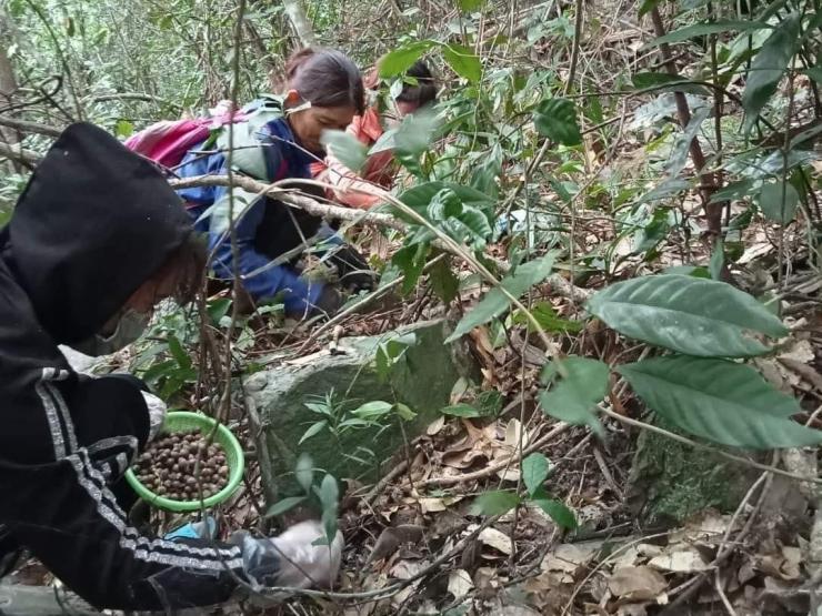 Thứ hạt “tí hon” giá lên đến 100.000 đồng/kg, dân buôn bán cả tạ mỗi ngày