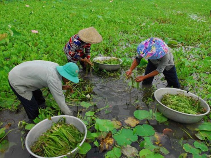 Cỏ dại ”lên đời” thành đặc sản xuất hiện vào mùa mưa, dân không cần trồng vẫn ”hốt bạc”