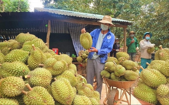 Giá sầu riêng tăng cao khiến người dân tại nhiều địa phương đang đổ xô trồng loại cây này