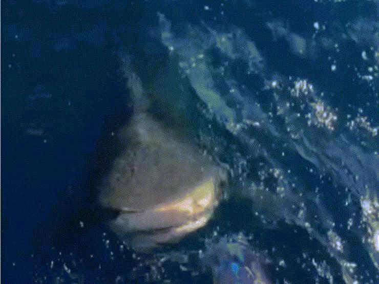 Video: Kinh hãi cảnh cá mập trồi lên há mồm ngay dưới chân nữ thợ lặn