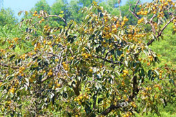 Trước trồng để lấy bóng mát, loại quả này giờ hóa "mỏ vàng" dân thu lãi trăm triệu/năm