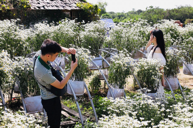 Xao xuyến ngắm thiếu nữ diện áo dài tạo dáng bên loài hoa báo đông - 6