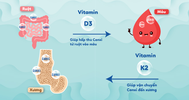 Vitamin D phối hợp với vitamin D2 hấp thu và đưa canxi tới xương, giúp trẻ tăng chiều cao