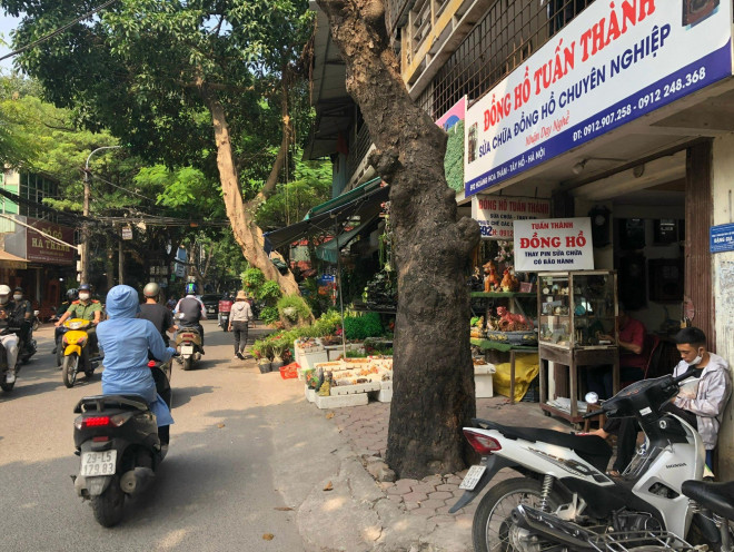 Nếu đổ nước sôi, dầu hỏa vào gốc cây thì chỉ một vài tháng cây sẽ vàng lá và chết dần