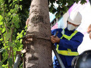 Tin tức trong ngày - Hà Nội: Nới gông sắt cho 600 cây xanh trên các tuyến phố Thủ đô