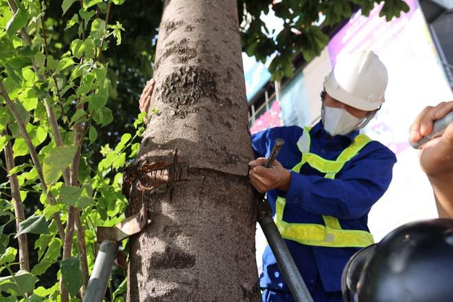 Có khoảng 600 cây xanh được nới gông trong các ngày qua