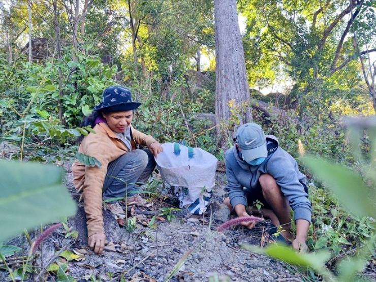 Thị trường - Tiêu dùng - Loại quả có tên như động vật, trước rụng đầy rừng nay thành đặc sản giá 150.000 đồng/kg