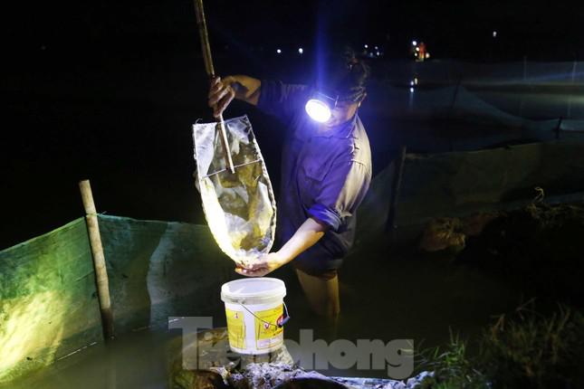 Không phải đầu tư công sức, tiền của nuôi trồng, chăm bón nhưng lại được bán với giá thành cao nên người dân gọi rươi là “lộc trời”.