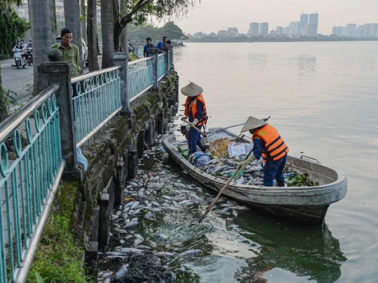 Cá chết bất thường nổi trắng hồ Tây là do… thời tiết