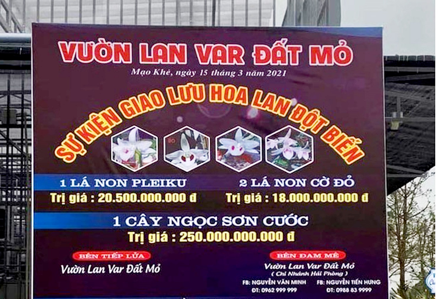 Đổ tiền tỷ “chạy theo” lan đột biến, hơn một năm sau bán vài chục nghìn một chậu không ai mua - 1