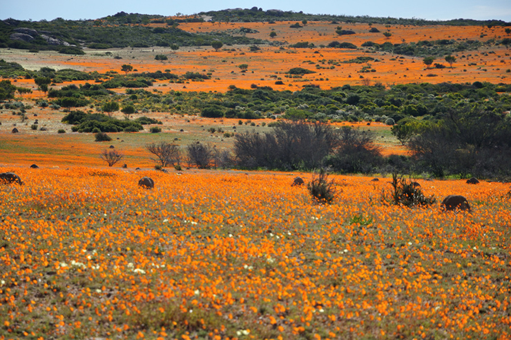 12. Ước tính có khoảng 400.000 loài hoa khác nhau nở ở sa mạc Namaqualand vào thời điểm này.

