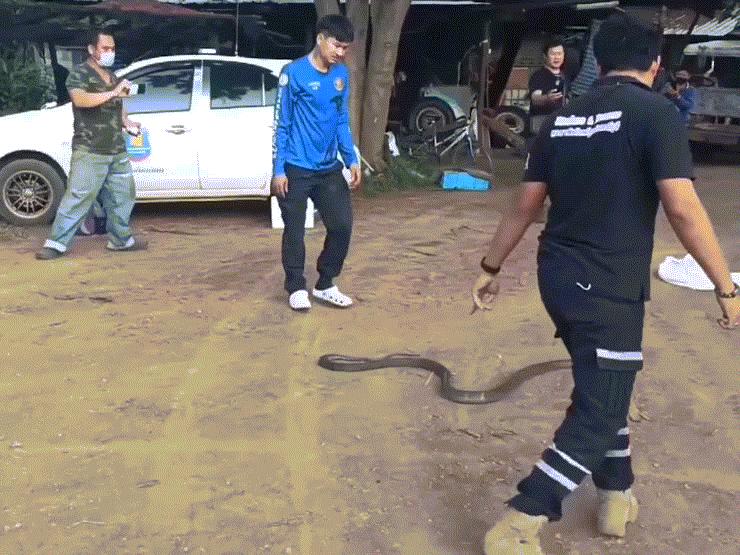 Video: Bị thợ bắt rắn khuất phục, rắn hổ mang nôn ra ”bữa ăn” dài thườn thượt