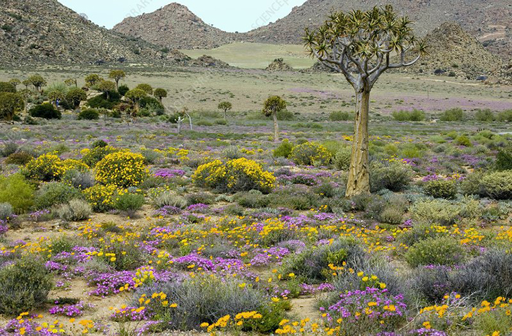 3. Một trong những sa mạc độc đáo nhất thế giới chính là Namaqualand ở Nam Phi. Sa mạc này sẽ nở hoa vào một thời điểm nhất định trong năm.
