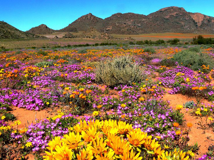 4. Trong điều kiện bình thường, sa mạc Namaqualand cũng như nhiều sa mạc khác, diện tích trải dài vô tận, tuy không quá nóng, thậm chí có những thảm cỏ xanh mướt.


