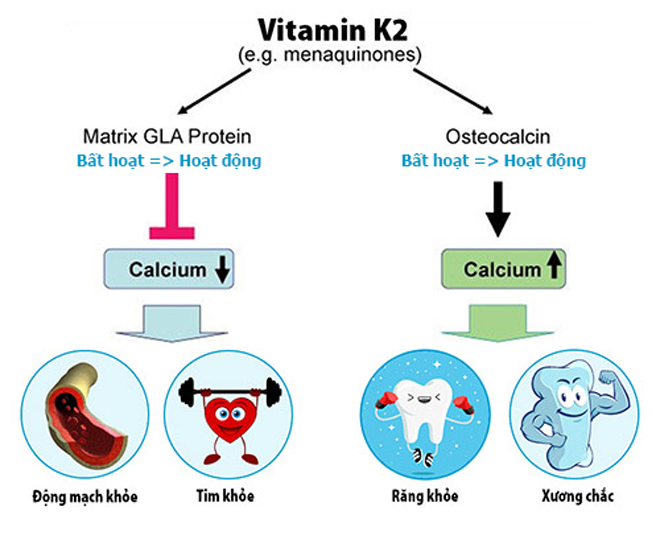 Vitamin K2 giúp ngăn ngừa và khắc phục hầu hết các nguy cơ của nghịch lý canxi