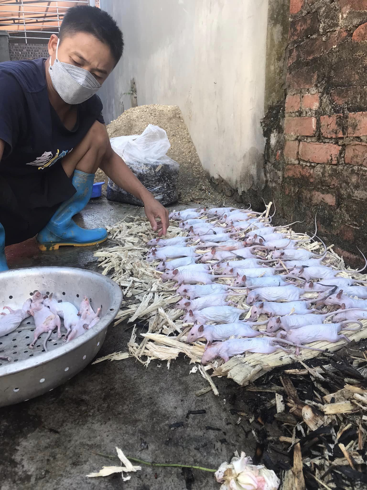 Anh Mỹ có kinh nghiệm gần chục năm săn bắt chuột về bán.