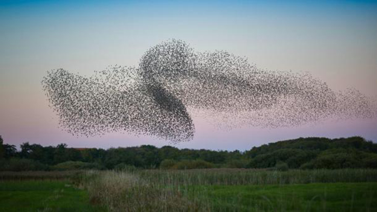 Xem 1 triệu con chim sáo đá bay lượn trên bầu trời: Mỗi năm vào cuối tháng 8, khoảng 1 triệu con chim sáo đá đồng loạt di chuyển trên vùng đầm lầy ở Nam Jutland. Đây là một bữa tiệc khiêu vũ mà bạn sẽ không muốn bỏ lỡ.
