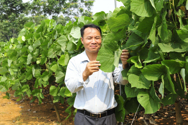 Chân dung nông dân Bùi Thanh Tùng thu hàng tỷ đồng mỗi năm nhờ trồng so le cây sắn dây với củ nghệ.