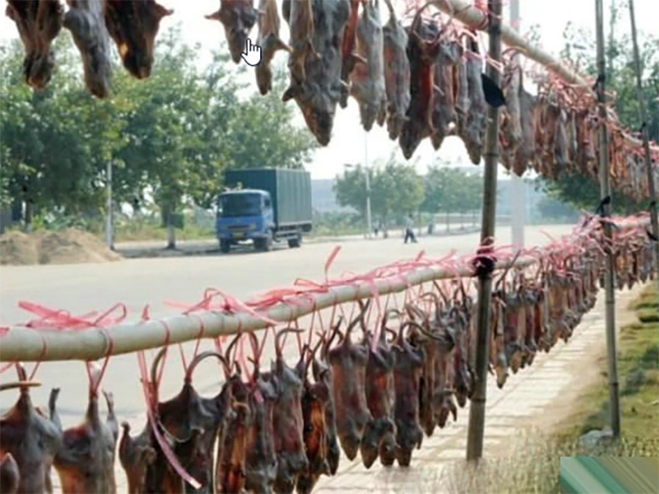 Còn ở miền Tây, khô thịt chuột là đặc sản đắt đỏ, được dân nhậu thích mê mệt, có giá lên tới 300.000 đồng/kg
