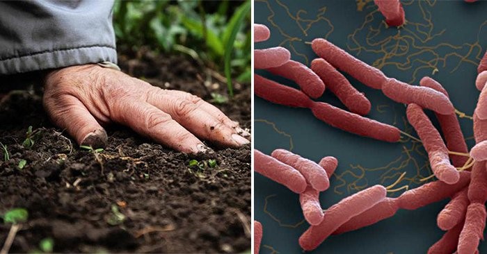 Vi khuẩn gây bệnh Whitmore có trong đất, nước nhiễm khuẩn và xâm nhập vào cơ thể qua da, qua vết thương hở. (Ảnh minh họa).