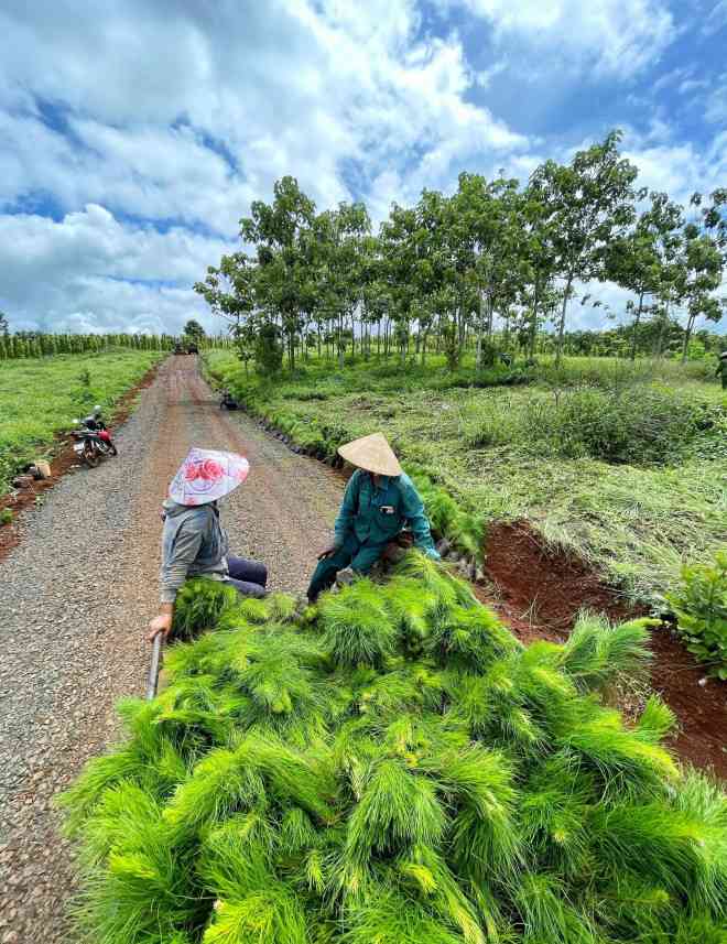 Con đường chạy dọc "Làng thông non" rộng hơn 5m rải đá đang chờ đổ bê tông