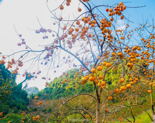 Mê mẩn ngắm mùa hồng chín trĩu quả trên cao nguyên Mộc Châu - hình ảnh 2