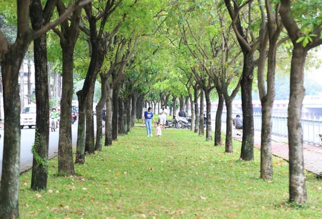 New check-in point of young people in Saigon: Rows of sesame buds change their leaves to bold autumn colors - 1