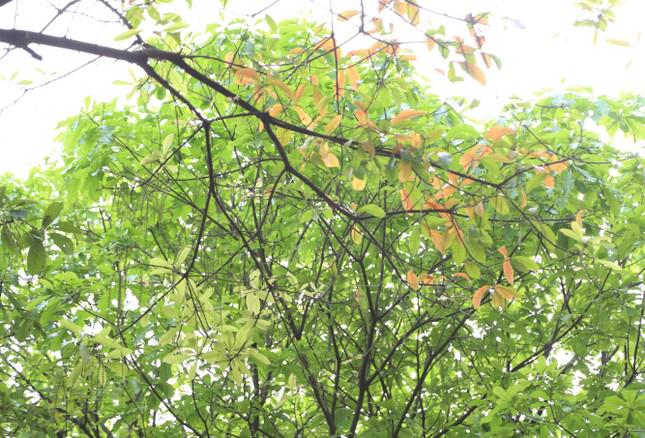 New check-in point of young people in Saigon: Rows of sesame buds change their leaves to bold autumn colors - 15