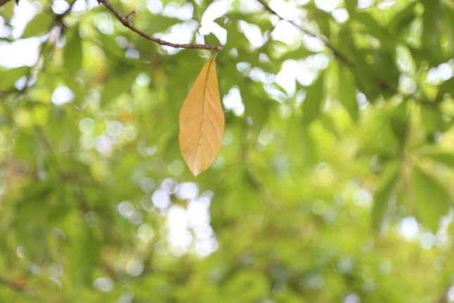 New check-in point of young people in Saigon: Rows of sesame buds change their leaves to bold autumn colors - 16