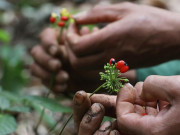 Thị trường - Tiêu dùng - Cây từng mọc hoang đem về trồng, hạt bán với giá hàng trăm triệu đồng/kg