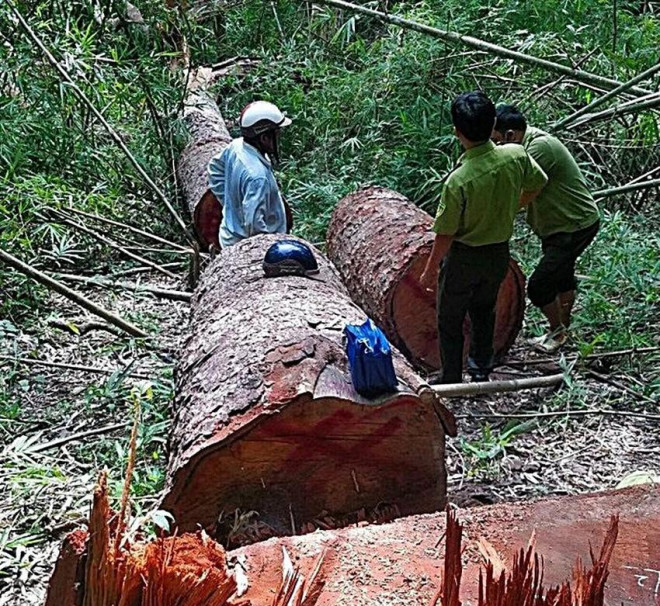 Kiểm lâm Bình Thuận tại hiện trường vụ phá rừng ở Hàm Thuận Nam. Ảnh PĐ.
