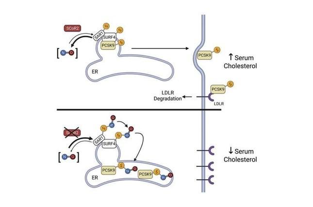 Mô phỏng tác dụng của chất ức chế PCSK9 để giảm cholesterol