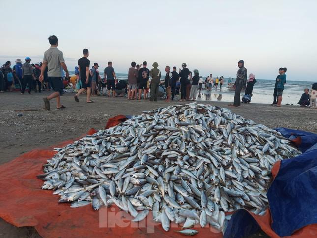 “Chúng tôi đánh bắt từ 13h đến 16h mới vào bờ, mẻ lưới này được hơn 4 tấn cá đù. Cá kéo vào bờ nhiều đến mức ai cũng bất ngờ, nhặt mỏi tay không hết. Chưa bao giờ được nhiều cá kỷ lục như vậy”, ông Nguyễn Viết Tự (53 tuổi, trú thôn Nam Sơn, xã Thịnh Lộc) vui mừng chia sẻ.