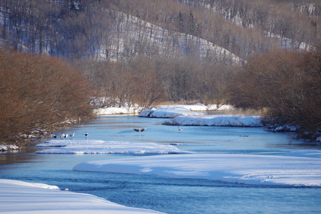 10.&nbsp;Tsurui:&nbsp;Theo The Travel, cách sân bay Kushiro ở Hokkaido 30 phút lái xe, ngôi làng nhỏ bé Tsurui biến thành một vùng đất kỳ diệu khi mỗi mùa trôi qua. Vào mùa xuân, khi hoa anh đào nở rộ ở Tsurui, đầm lầy Kushiro gần đó nhìn thấy những đàn sếu đầu đỏ quý hiếm của Nhật Bản bay xung quanh. Những ai đến thăm Tsurui vào mùa hè sẽ thấy sự tương phản ngoạn mục của cây xanh tươi tốt;&nbsp;vào mùa thu, ngôi làng xanh biến thành biển đỏ và vàng;&nbsp;và qua mùa đông, tất cả Tsurui được bao phủ trong một lớp tuyết dày. Ảnh: TripAdvisor.