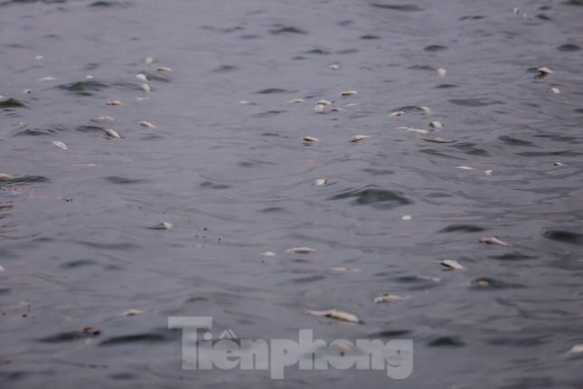 Như đã thông tin, thời gian vừa qua, hiện tượng cá chết xuất hiện nhiều ở hồ Tây. Ban đầu, một số khu vực tập trung nhiều xác cá chết ở ven phố Nguyễn Đình Thi, Trích Sài, sau đó chuyển sang khu vực ven phố Lạc Long Quân, Vệ Hồ, Từ Hoa... Ảnh: Duy Phạm