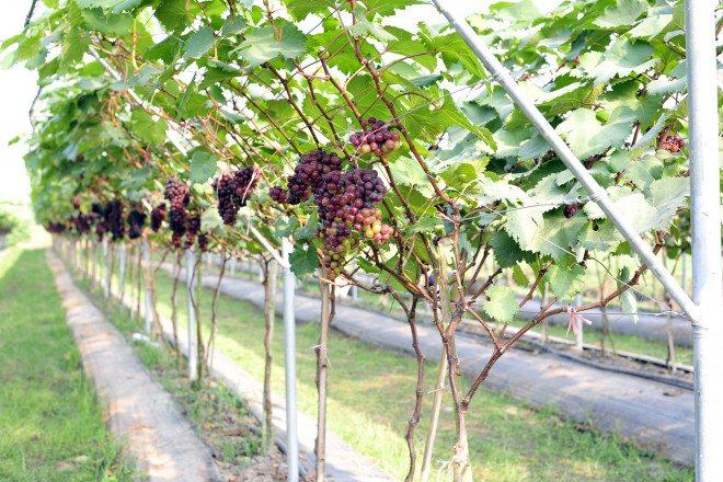 Choáng ngợp vườn nho Hạ đen sai trĩu quả cho lợi nhuận hàng trăm triệu đồng mỗi năm - 2