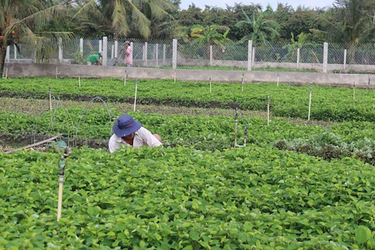 Vì mang lại giá trị kinh tế và nhu cầu của người dùng cao, nhiều hộ dân đã mở rộng mô hình trồng rau diếp cá, mang lại nguồn thu nhập đáng kể
