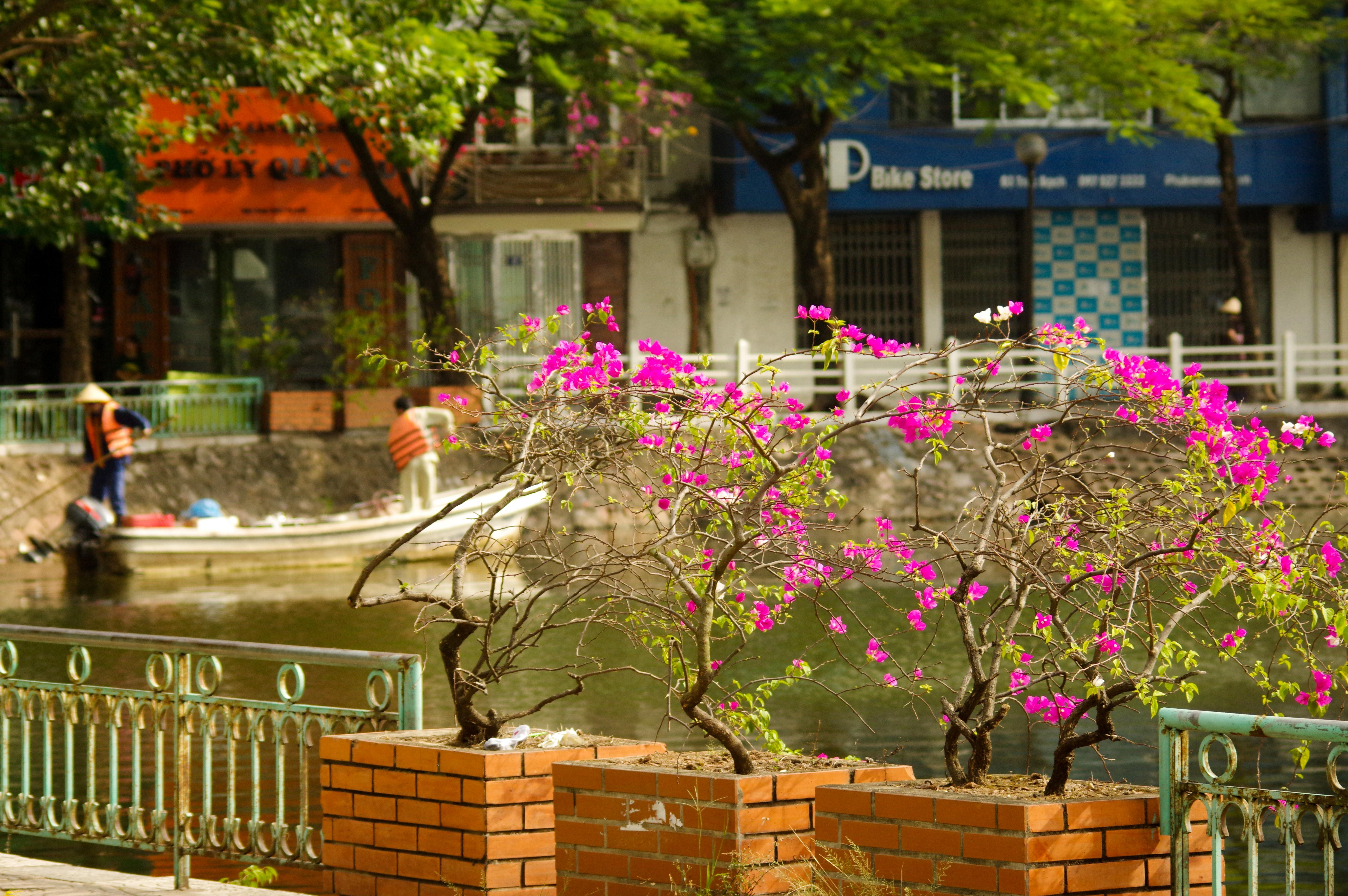 Hoa giấy leo nhanh, dễ trồng và chăm sóc, nhiều hoa và có nhiều loại màu sắc, tượng trưng cho một tình yêu chân thành, mộc mạc, giản dị, đơn sơ.