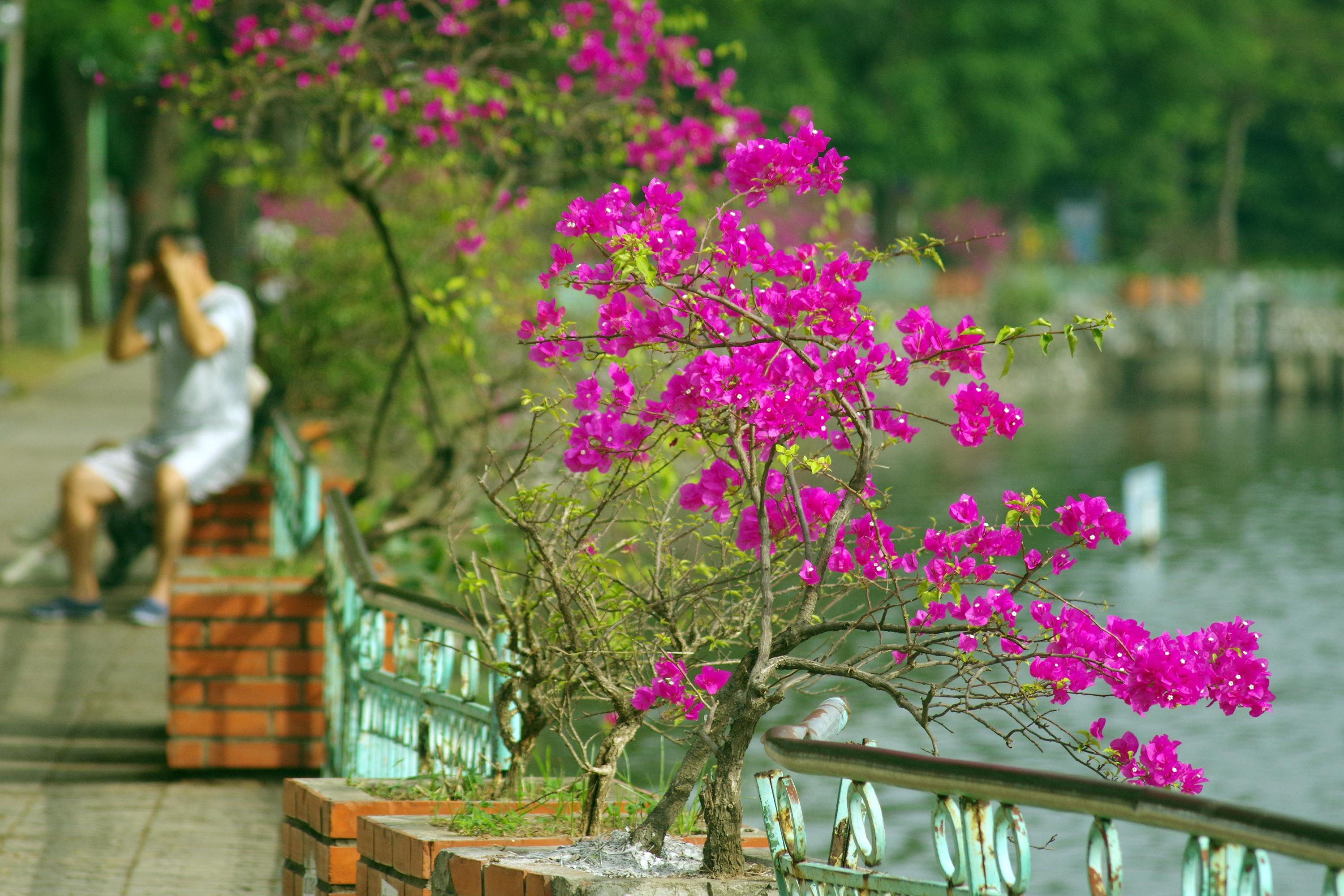 Đẹp ngỡ ngàng mùa hoa giấy nở rộ bên hồ Trúc Bạch