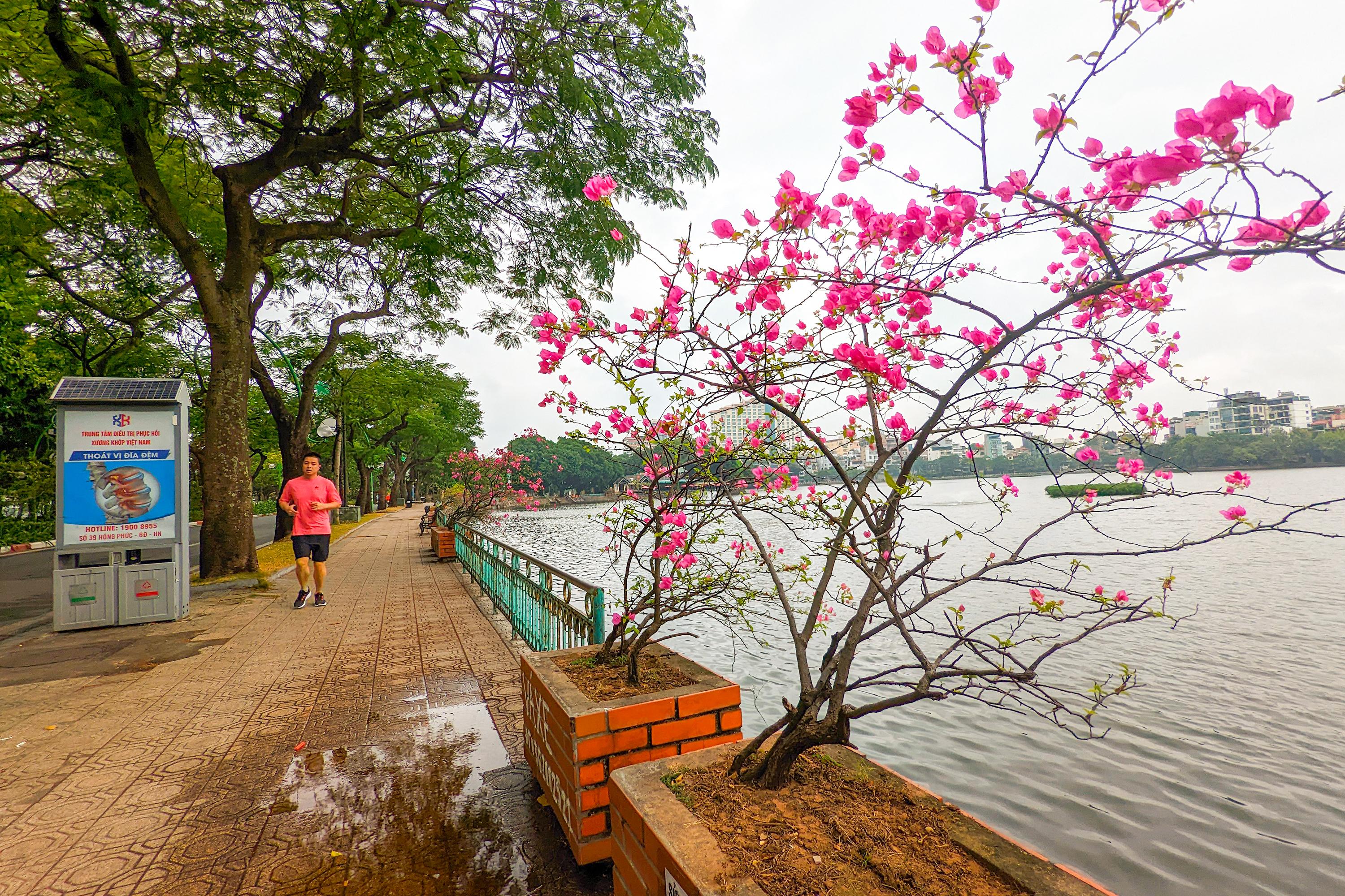 Trong các loài cây đô thị, hoa giấy dễ trồng, nở đẹp mắt và lâu tàn nhất trong cả mùa hanh khô