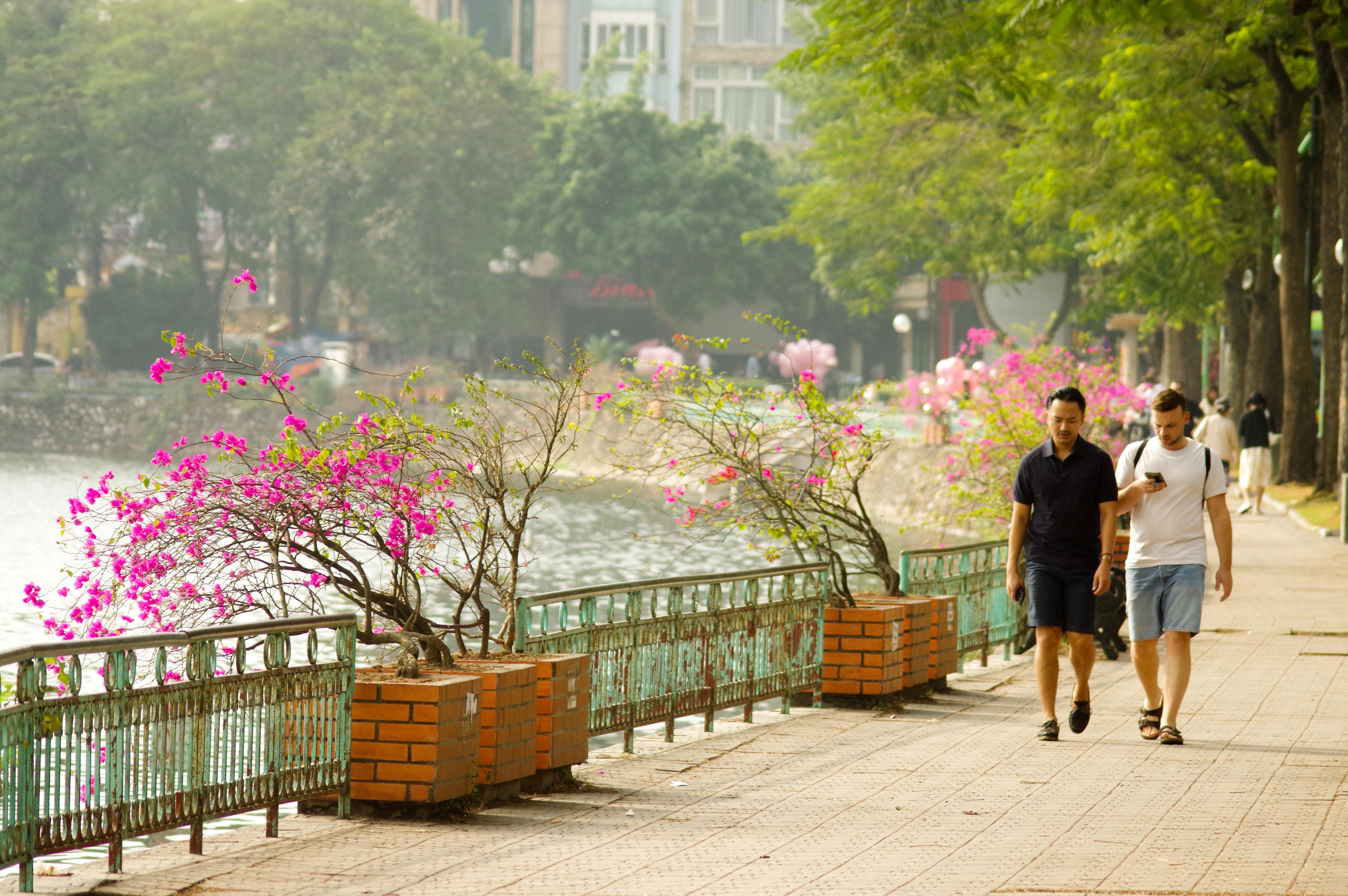 Đoạn đường bên hồ Trúc Bạch thơ mộng hơn rất nhiều với những cây hoa giấy nở rộ, in bóng mặt hồ