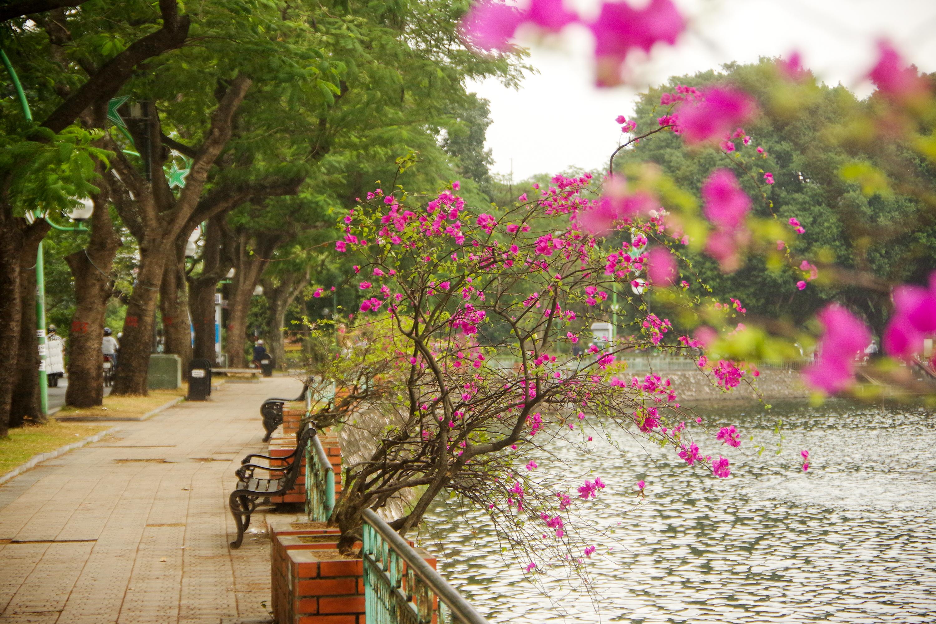 Hoa giấy gần như ra hoa suốt bốn mùa, loài hoa này mang vẻ đẹp rạng rỡ hơn trong từng vạt nắng.