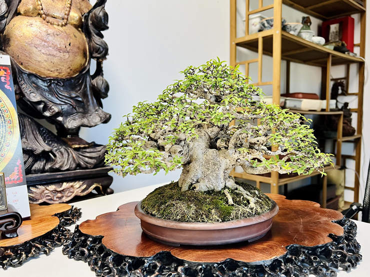 “Một cây bonsai mini đẹp, đẳng cấp cần đạt đủ 3 yếu tố: cổ - kỳ và mỹ. Cổ: là độ già của cây, kỳ là sự kỳ công tạo tác, công phu của cây, còn mỹ là tổng hòa của cây tạo nên vẻ đẹp”, anh chia sẻ.
